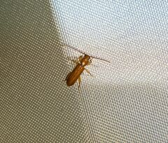 Smodicum cucujiforme