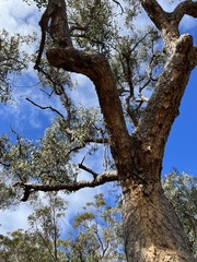 Corymbia eximia