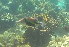 Rhinecanthus rectangulus