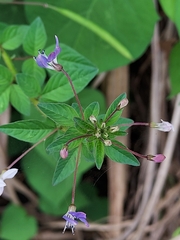 Cleome rutidosperma