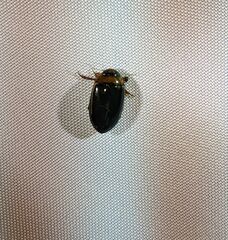 Hydaticus bimarginatus