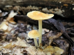 Marasmius strictipes