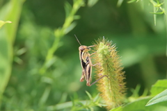 Melanoplini