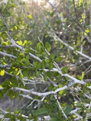 Schaefferia cuneifolia