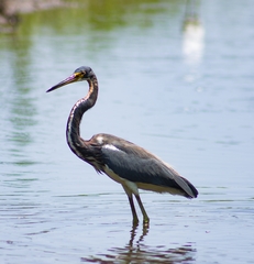 Egretta tricolor