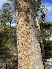 Corymbia eximia