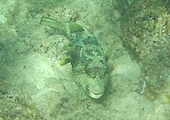 Arothron hispidus