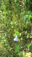 Salvia herbacea