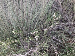 Conostephium pendulum