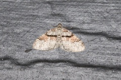 Xanthorhoe labradorensis