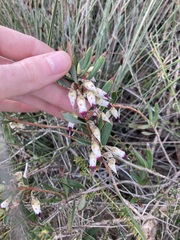 Conostephium pendulum