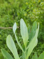 Cirsium arvense vestitum