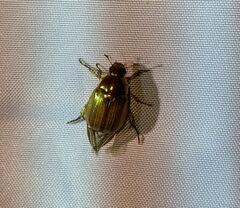 Callistethus marginatus