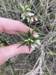 Conostephium pendulum