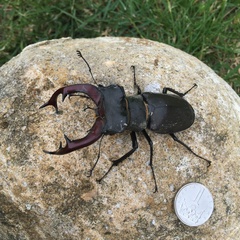 Lucanus cervus