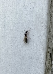 Myrmentoma