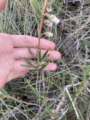 Conostephium pendulum