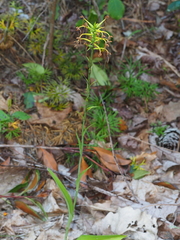 Platanthera ciliaris