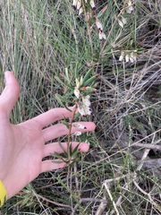 Conostephium pendulum