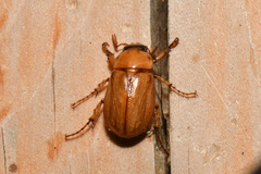 Cyclocephala