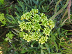 Crithmum maritimum