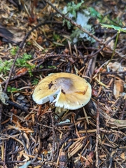 Amanita augusta