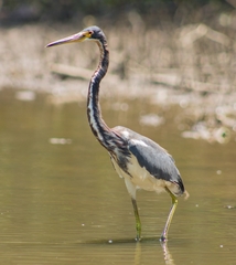 Egretta tricolor