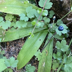 Clintonia uniflora