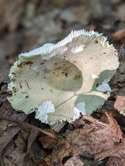 Heterophyllidia