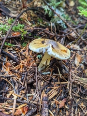 Amanita augusta