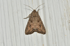 Anarta trifolii