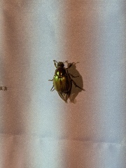 Callistethus marginatus