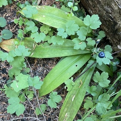 Clintonia uniflora