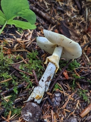 Amanita augusta