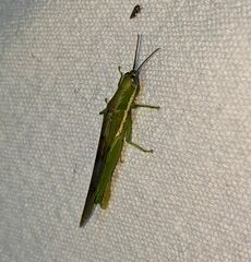 Stenacris vitreipennis