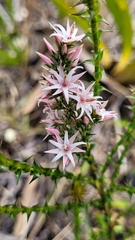 Sprengelia incarnata