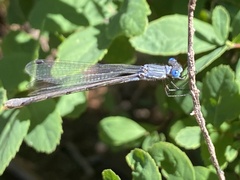 Lestes disjunctus