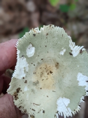 Heterophyllidia