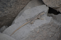 Microlophus