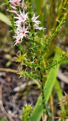 Sprengelia incarnata