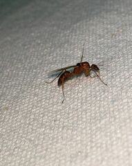 Camponotus castaneus