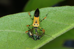Armillatus