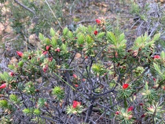 Astroloma microdonta