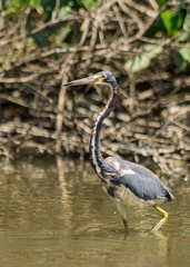 Egretta tricolor