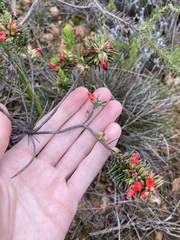 Astroloma microdonta