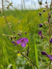 Verbascum phoeniceum
