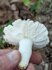 Heterophyllidia