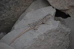 Microlophus