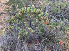 Astroloma microdonta