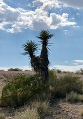 Yucca treculiana